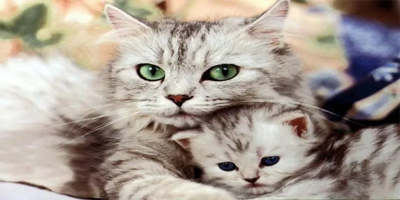Giải mã giấc mơ thấy mèo