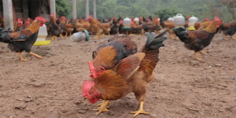 Mơ thấy mình bắt gà