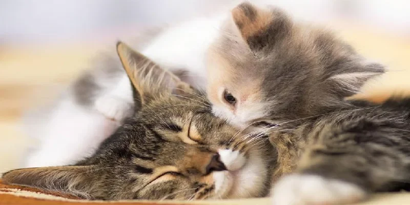 Nên làm gì khi mơ thấy mèo?