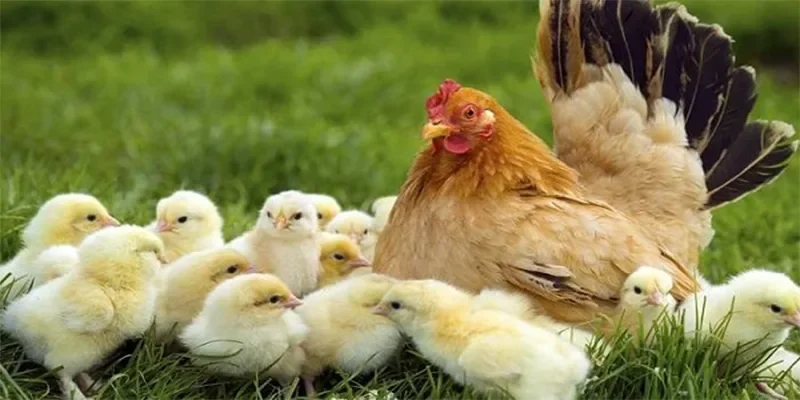Ý nghĩa tâm linh khi mơ thấy gà