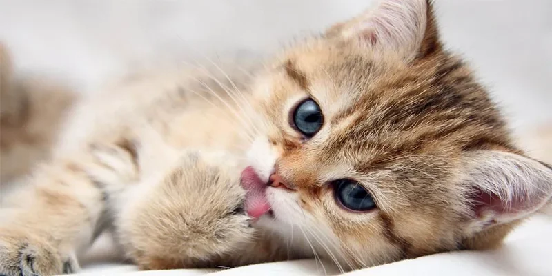 Ý nghĩa tâm linh khi mơ thấy mèo