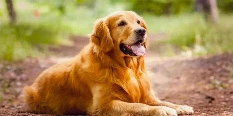 Giải mã giấc mơ khi mơ thấy chó